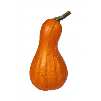 Calabaza Violina