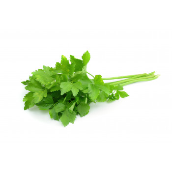 Cilantro Manojo