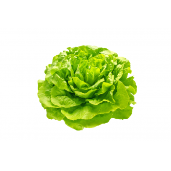 Lechuga Trocadero