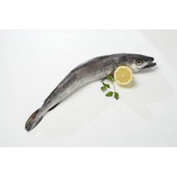 Pescadilla
